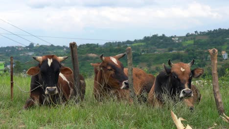 tres vacas atadas a estacas en la cima de una colina disfrutando de la brisa