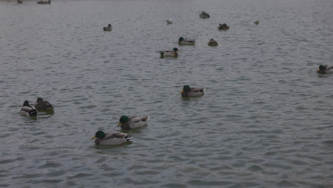 ducks swimming in a fountain near tuileries garden, paris