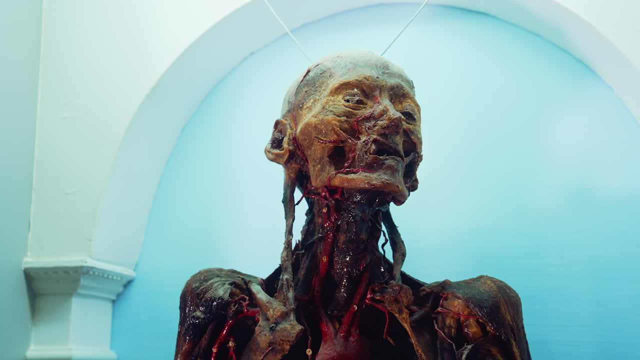 Human head in anatomy museum. Close up view of fully plastinated human body