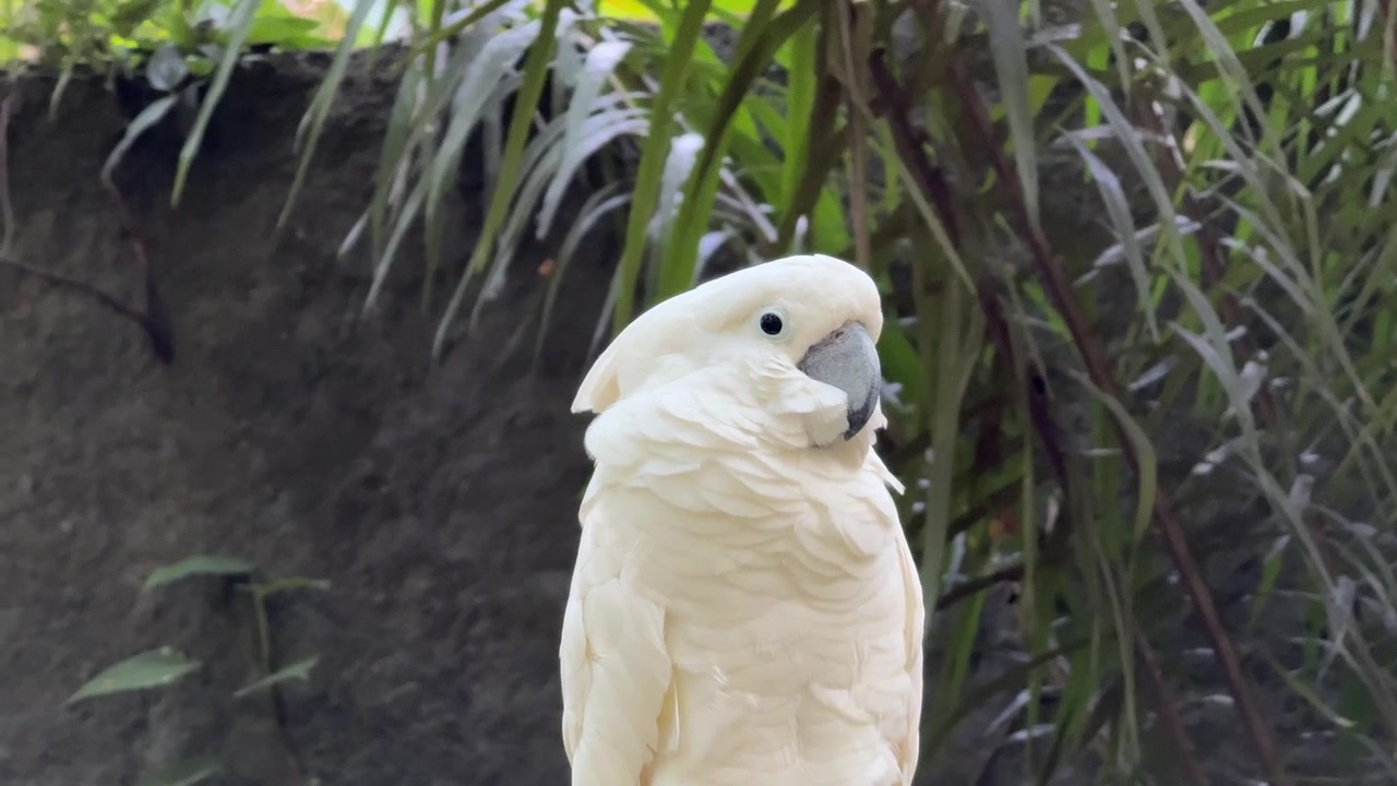 Cockatoo bianco appoggiato nel fogliame tropicale