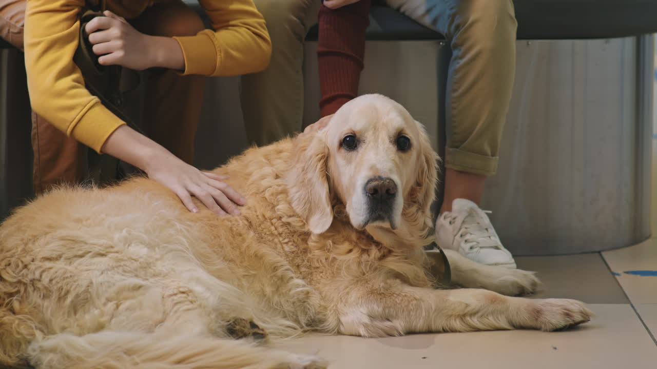 Cute Golden Retriever At Vet Clinic
