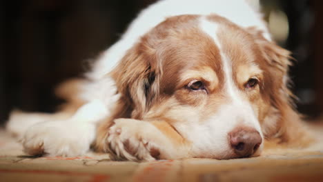 Portrait-Of-A-Dog-Resting-On-A-Mat