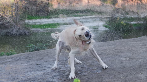 Golden-retriever-dog-shaking-off-water-from-its-fur-by-the-river