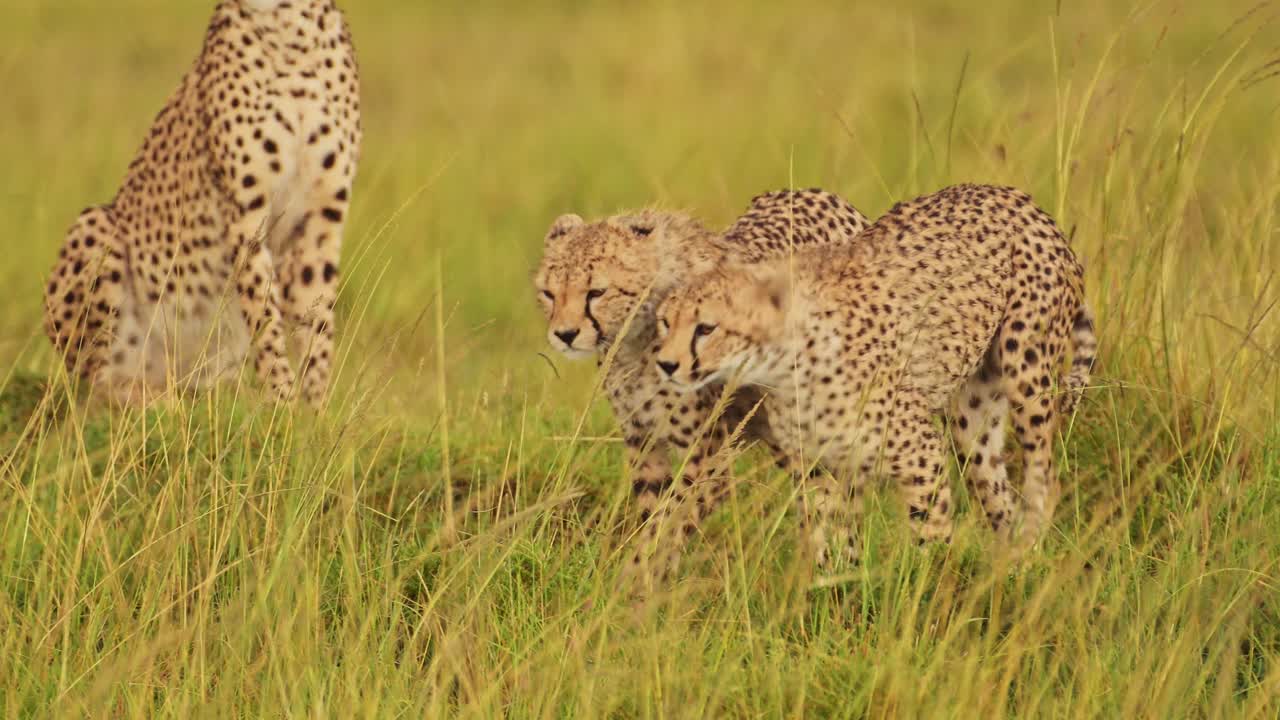 fotografía en cámara lenta de jóvenes guepardos caminando uno al lado del otro en la exuberante hierba paisaje paisaje de masai mara north conservancy, vida silvestre africana en la reserva nacional de masai mara, kenia, áfrica animales de safari