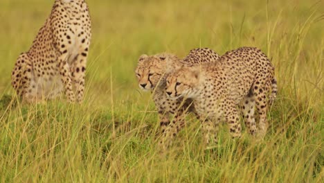 Slow-Motion-Shot-of-Young-Cheetahs-walking-side-by-side-in-lush-grass-landscape-scenery-of-Masai-Mara-North-Conservancy,-African-Wildlife-in-Maasai-Mara-National-Reserve,-Kenya,-Africa-Safari-Animals