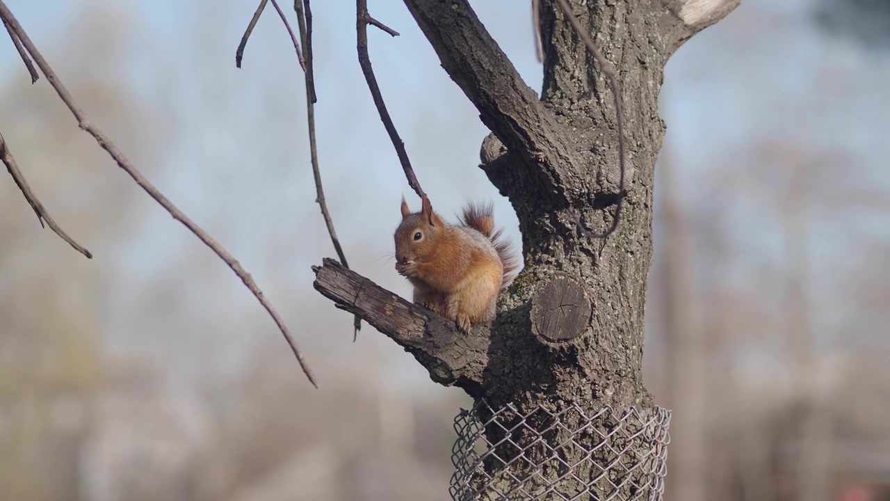 Lo scoiattolo rosso mangia una noce sul ramo dell'albero
