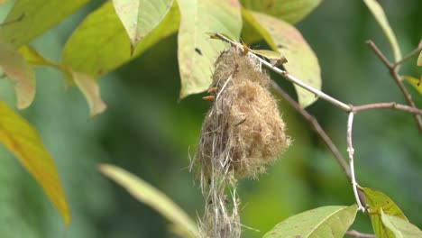 a-female-orange-bellied-flowerpecker-bird-feed-her-two-young-in-a-nest-hanging-on-a-tree-branch