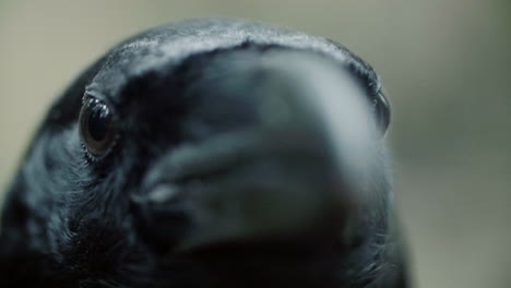 Black-raven-eyes-and-beak-macro.-Crow-looking-straight-into-camera