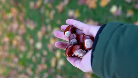 chestnuts in female or male hand