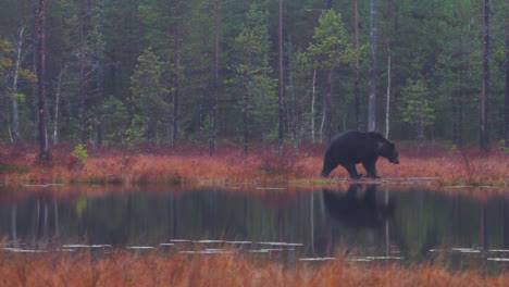 huge brown bear walking out of frame with reflection on calm lake in finland