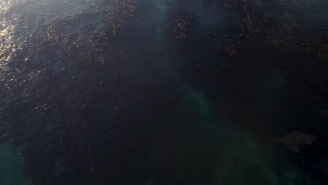 birdseye view of deep kelp forests in open pacific ocean sunlight shimmers on water