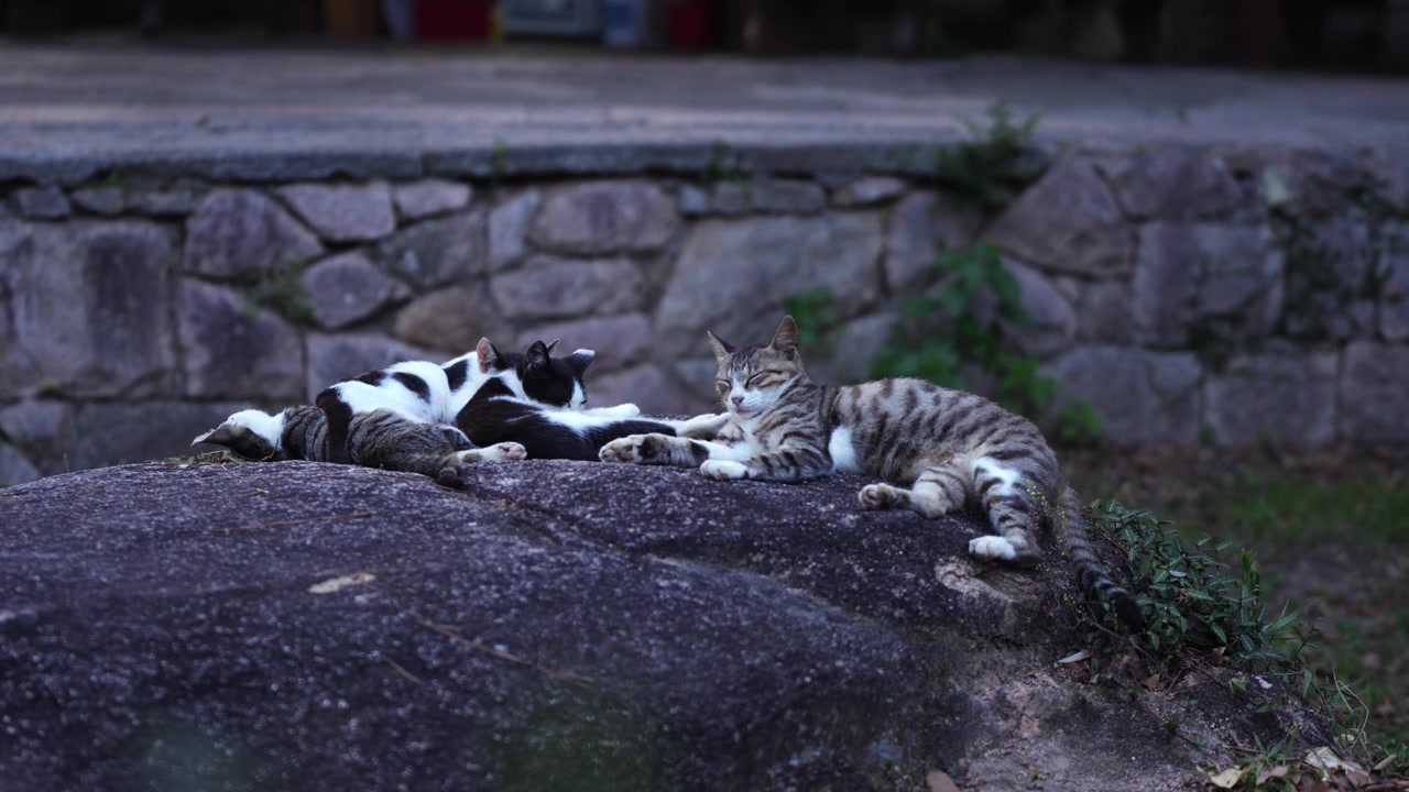 Um grupo de gatos dormindo juntos durante a hora azul