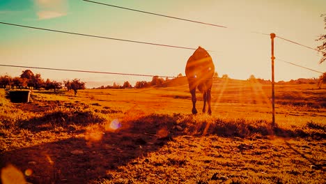 Pferd-Läuft-Durch-Sonnenstrahlen-Und-Bleibt-Vor-Einem-Zaun-Stehen