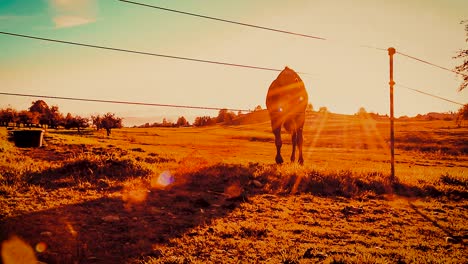 Horse-runs-through-sunbeams-and-stops-in-front-of-a-fence