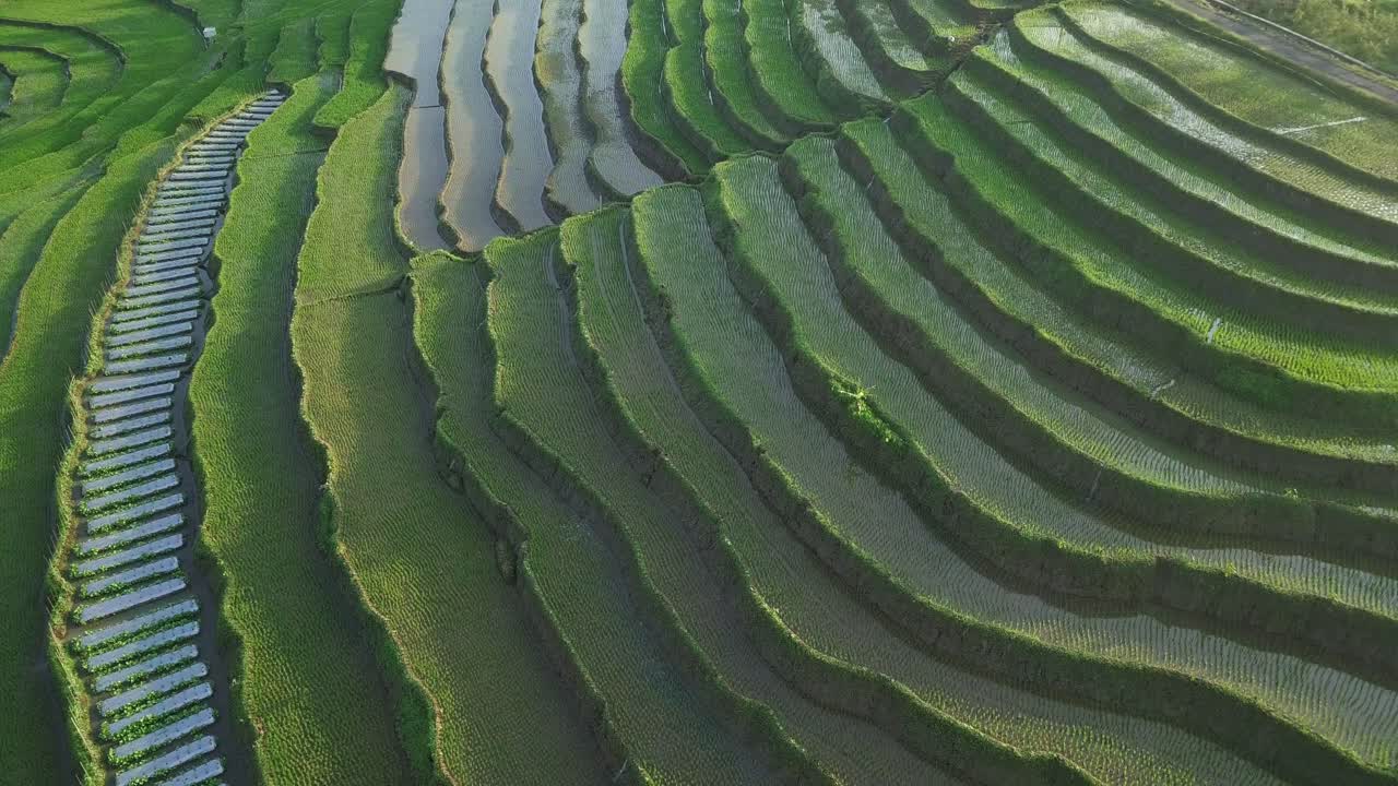 toma aérea de un hermoso campo de arroz verde en terrazas inundado de agua por la mañana - provincia central de java, indonesia