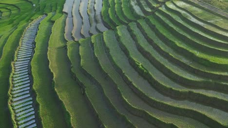 aerial birds eye shot of beautiful terraced green rice field flooded with water in the morning - central java province,indonesia