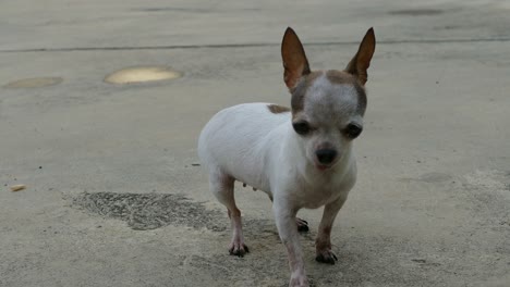 chihuahua dog sunbathing