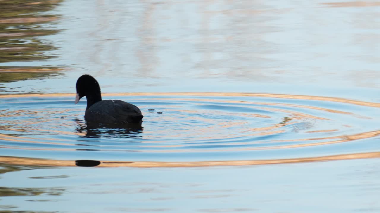 retrato de una focha euroasiática buceando en un lago en busca de algas