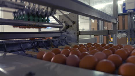 eggs moving on the production line