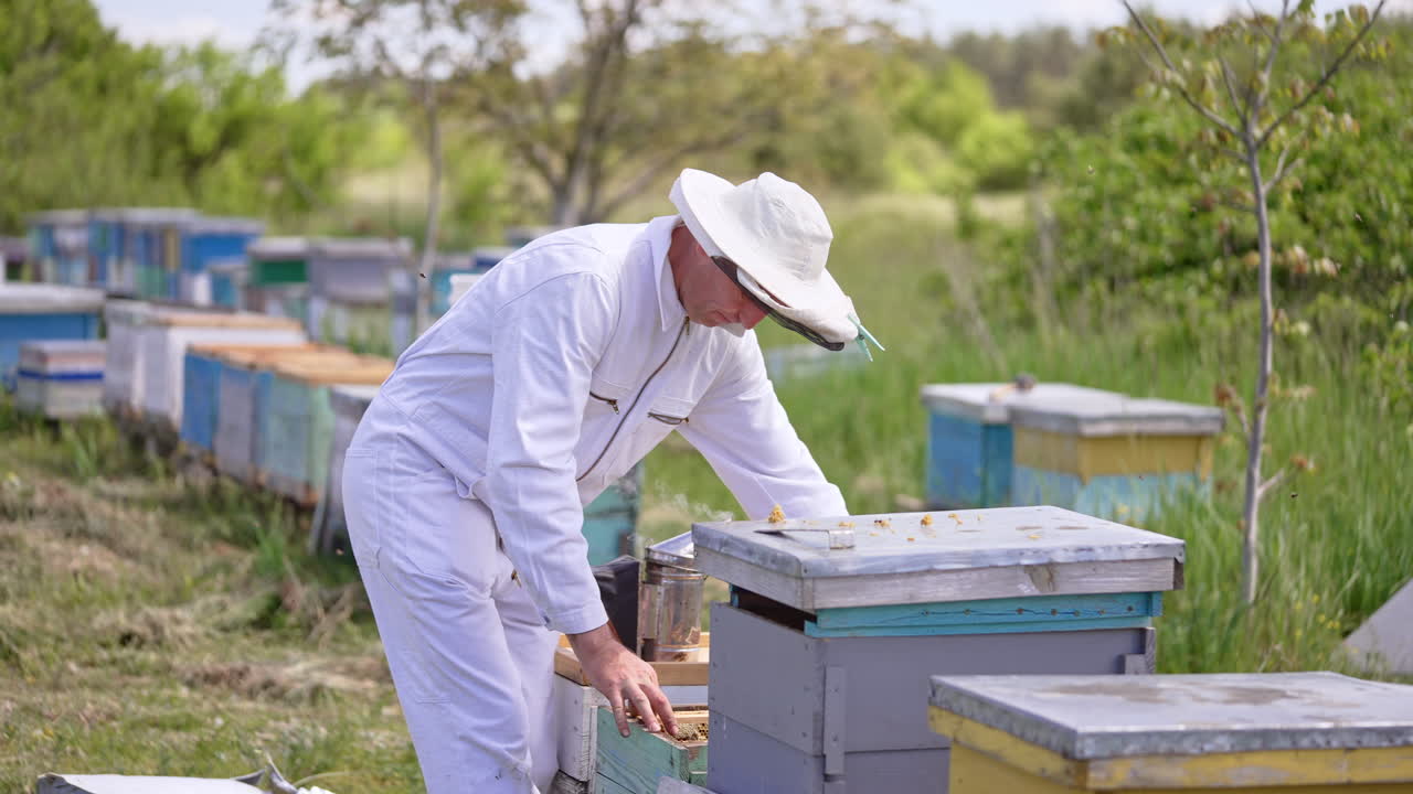 Apiarist wearing white suit working at his bee farm. Man holds a metal instrument and uses it in beehive. Blurred nature backdrop.