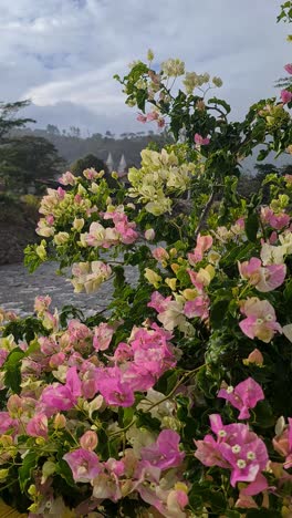 rainy day in highlands of panama, flowers, river and village buildings, vertical view