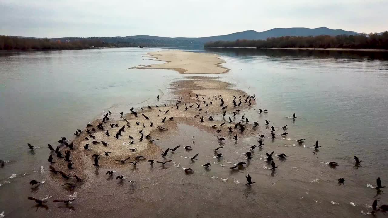 저수위 비행과 중첩 동안 강 한가운데 있는 섬에 있는 새들, 공중 드론 샷