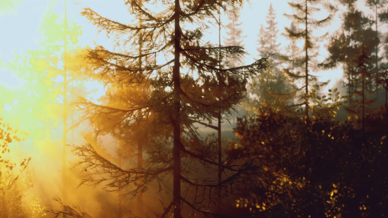 Sunlight filtering through tall trees in a serene forest setting at dawn