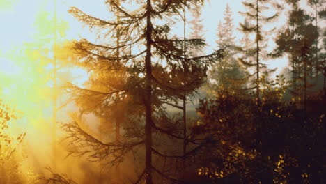 sunlight filtering through tall trees in a serene forest setting at dawn