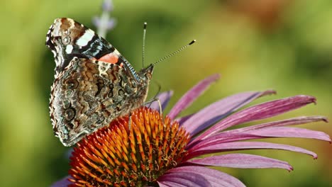 Nahaufnahme-Des-Schmetterlings-Red-Admiral,-Der-Nektar-Aus-Purpursonnenhut-Schlürft