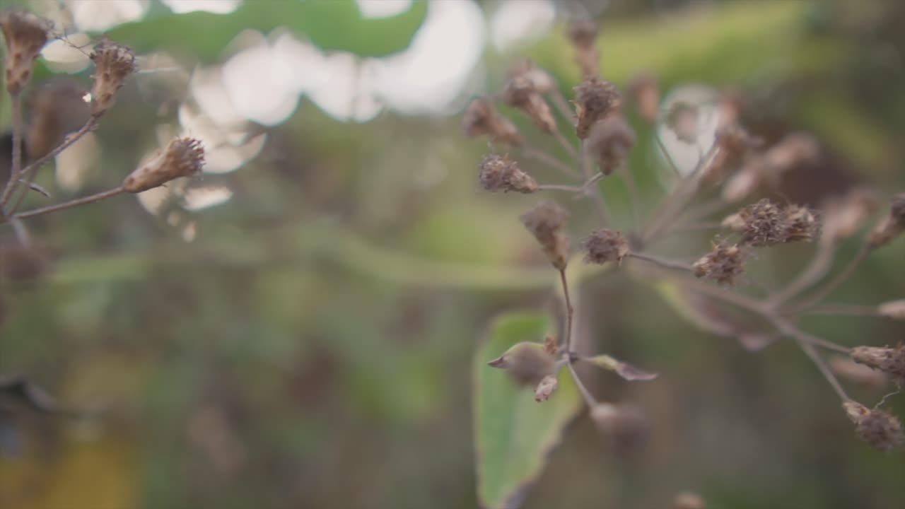 영화 같은 느린 속도 피는 말 잡초 식물