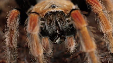 mexican red-knee tarantula crawls towards camera with bug in mouth - extreme close up