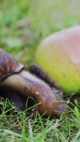 big brown snail crawls. giant snail achatina is the largest land mollusk on earth. vertical video