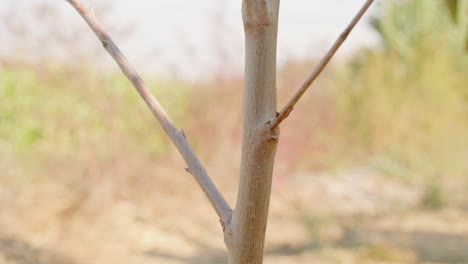 árbol-Joven-De-Abajo-Hacia-Arriba