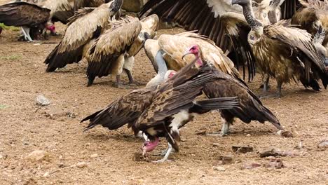 A-young-vulture-feeding-before-a-bigger-juvenile-takes-its-food