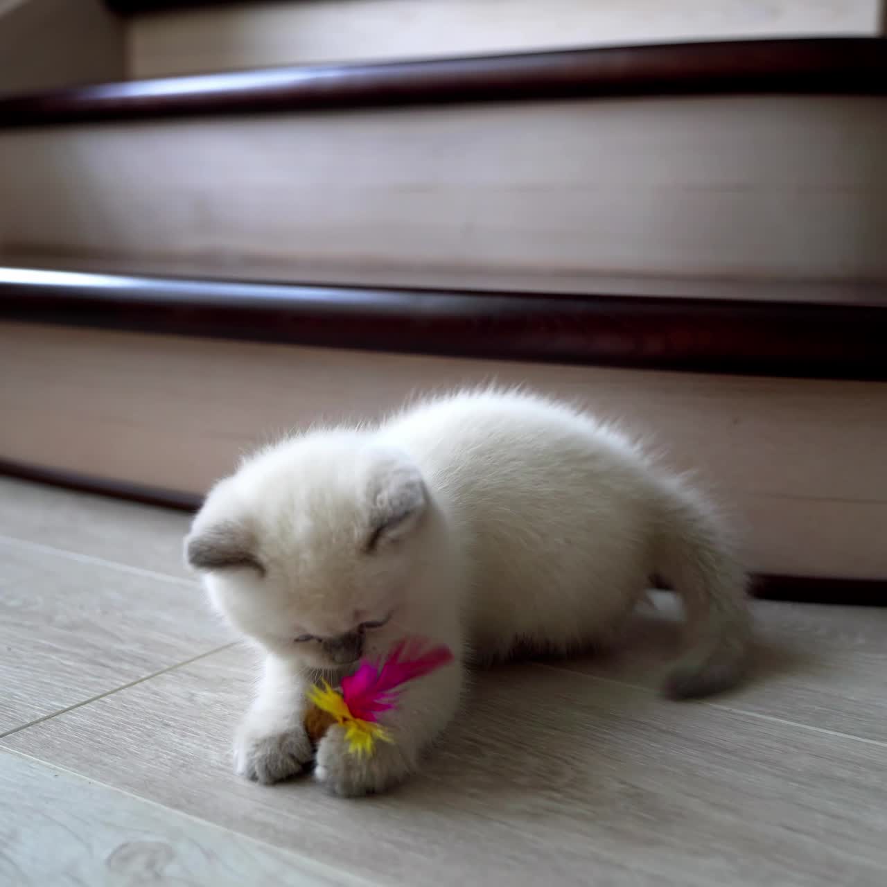 Kitten playing with fluffy toy