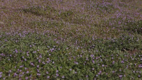 Field-of-erodium-flowers-blooming-during-California-superbloom