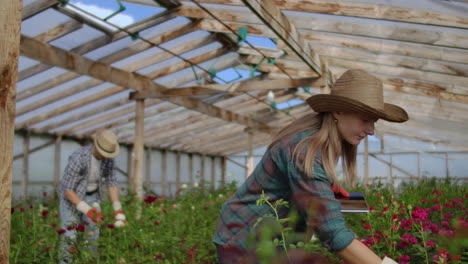 Zwei-Glückliche-Landwirte-Arbeiten-In-Einem-Gewächshaus-Mit-Blumen-Und-Verwenden-Tablet-Computer,-Um-Die-Ernte-Für-Käufer-Und-Lieferanten-Von-Blumen-An-Geschäfte-Zu-überwachen-Und-Aufzuzeichnen.-Ein-Kleines-Unternehmen-Und-Kollegen-Arbeiten-Zusammen.