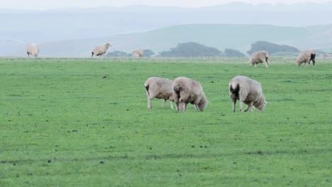 sheep peacefully grazing in a lush green field