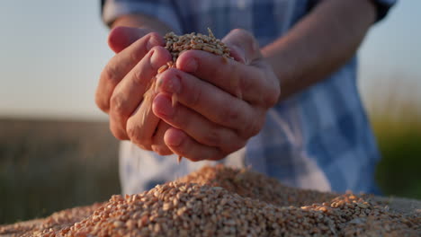 farmer's hands with grain in the sun. organic farming concept