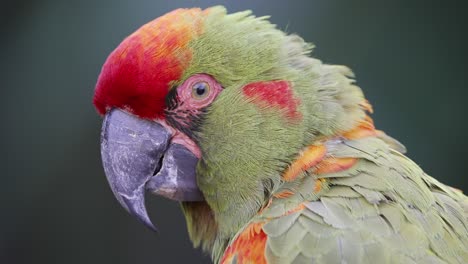 a happy ara rubrogenys with green and red scruffy feathers head shot looking around with blurred background