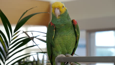 pet parrot perched. amazona oratrix. handheld, shallow focus