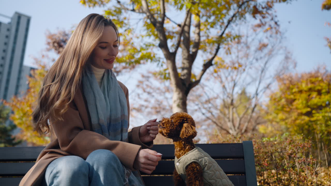 Woman hand signals to teach Toy Poodle to give paw. Fluffy brown dog responds to command of trainer by lifting paw. Young lady sits on a park bench smiling interacting with a small brown dog in Fall