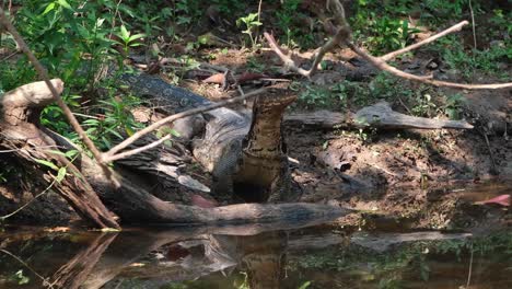 looking around and moving its head towards the left as it looks around; varanus salvator, khao yai national park, unesco world heritage, thailand