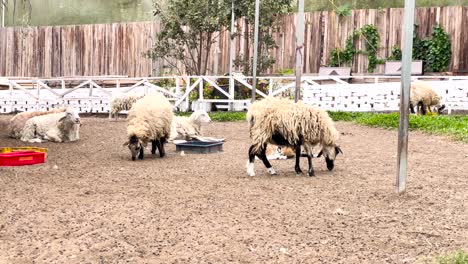 Ovejas-Peludas-Descansando-Y-Comiendo-En-Un-Establo-De-Ovejas-De-Campo-En-Malasia