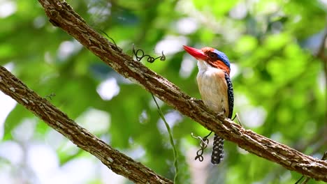 Un-Martín-Pescador-De-árboles-Y-Una-De-Las-Aves-Más-Hermosas-Que-Se-Encuentran-En-Tailandia-Dentro-De-Las-Selvas-Tropicales