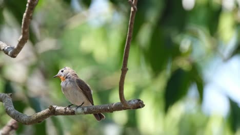 a tiny red-throated flycatcher, ficedula albicilla is busily preening while perching on a small branch of a tree inside khao yai national park in thailand