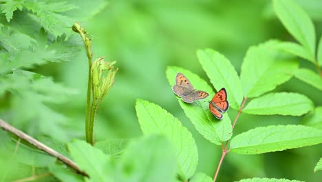 close-up of two copper butterflies perched on vibrant green leaves , trying for matting .