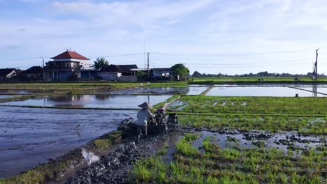 Farmer-Tilling-Rice-Paddy-Field-In-Bali,-Indonesia