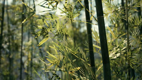 close-up of bamboo forest