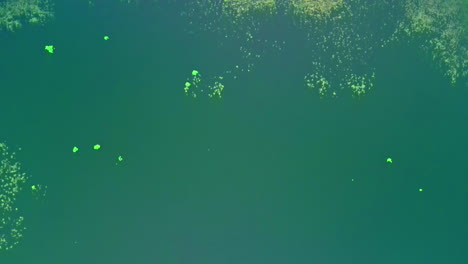 Straight-down-aerial-view-of-a-lake-and-people-camping-nearby